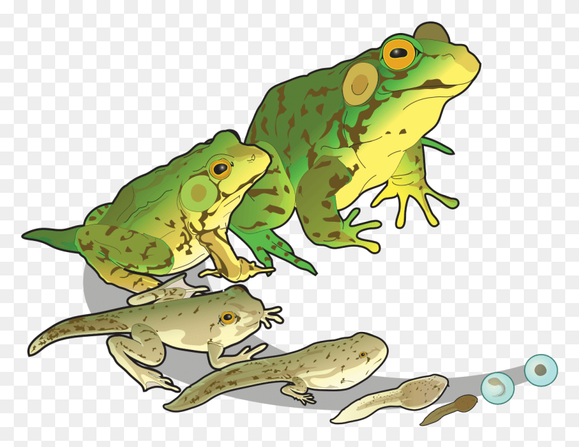1256x950 The Life Cycle Of Transparent Background Growth And Development Of Frog, Amphibian, Wildlife, Animal HD PNG Download