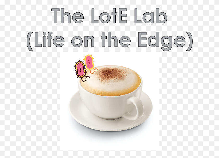 638x546 The Life On The Edge Lab At Uf Is Currently Being Constructed Wiener Melange, Latte, Coffee Cup, Beverage HD PNG Download