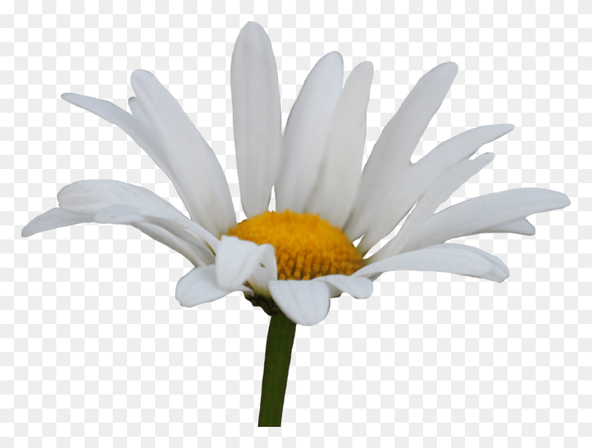 900x665 The Little Prince Daisy Flower Transparent Background, Plant, Daisies, Blossom HD PNG Download
