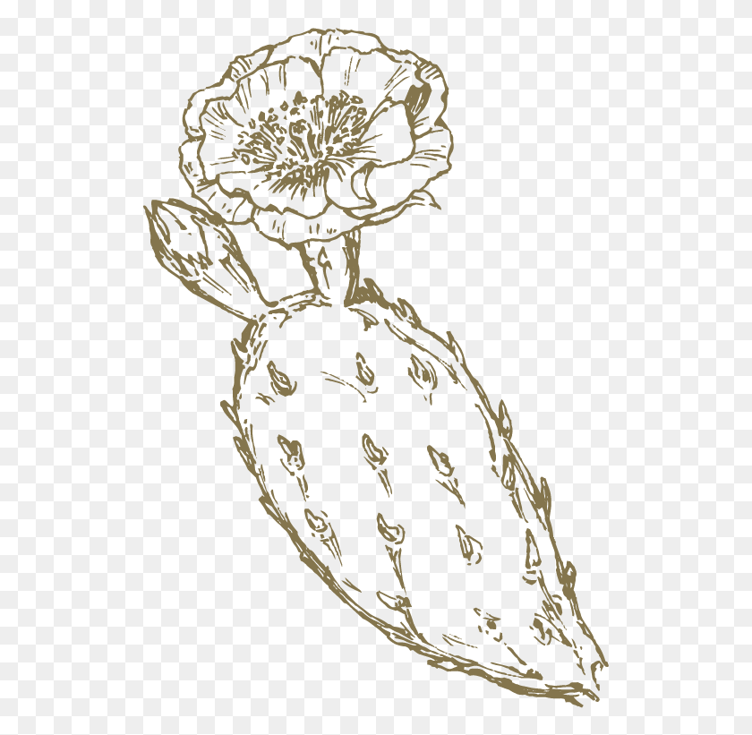 521x761 The Lost Explorer39s Prickly Pear Is Grown And Cold Pressed Illustration, Stencil, Graphics HD PNG Download