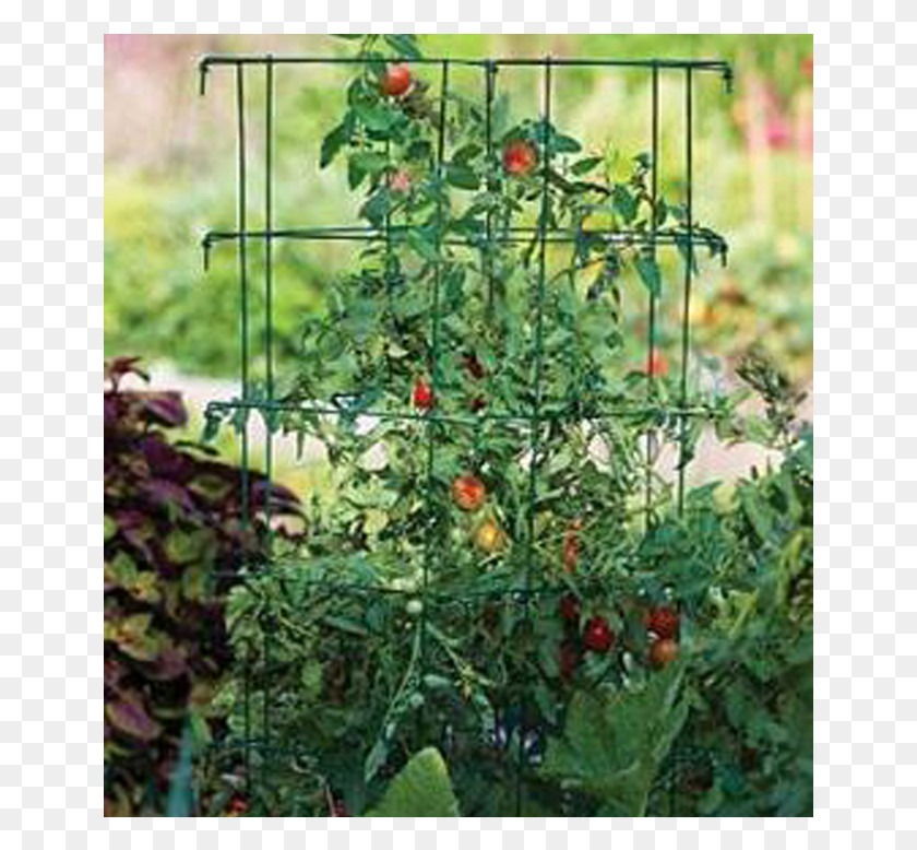 651x718 Descargar Png / El Poderoso Enforcer Jaulas De Planta De Tomate, Flor, Geranio Hd Png