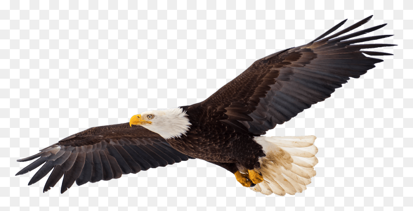 3673x1741 The Most Majestic Of All Birds Eagles Possess Both Guia De Branca, Eagle, Bird, Animal HD PNG Download