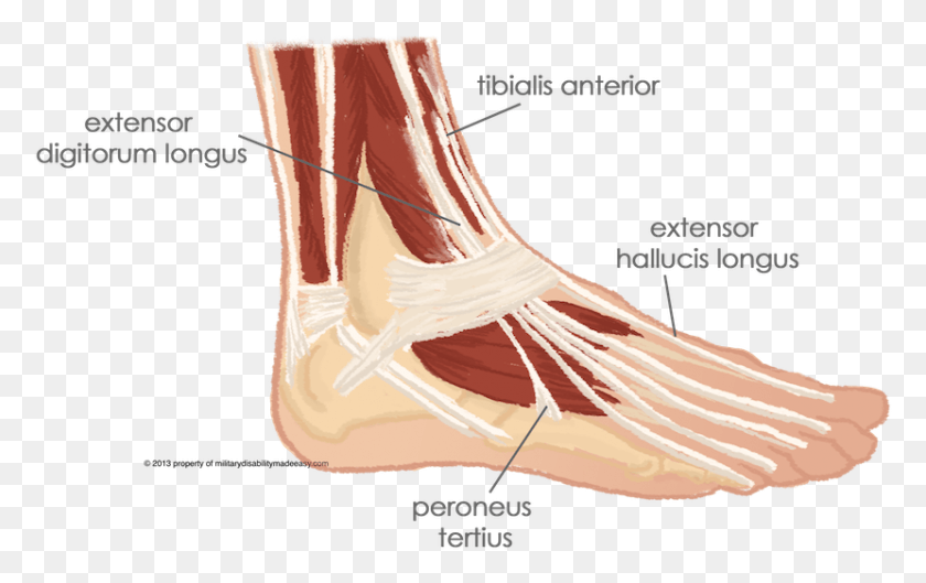 830x500 The Muscles Of The T Extensor Digitorum Longus And Peroneus Tertius, Clothing, Apparel, Footwear HD PNG Download