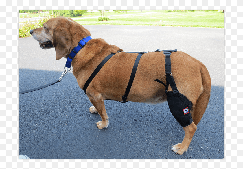 721x525 The Muttknee Brace Can Help Your Dog Recover From Acl Companion Dog, Strap, Pet, Canine HD PNG Download
