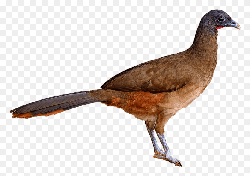 957x652 Las Aves Nacionales De Trinidad Y Tobago Cocrico De Trinidad Y Tobago, Pájaro, Animal, Pico Hd Png
