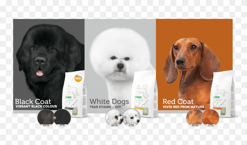 2248x1256 The New Superior Care Standard For White Dogs Red Companion Dog, Puppy, Pet, Canine HD PNG Download