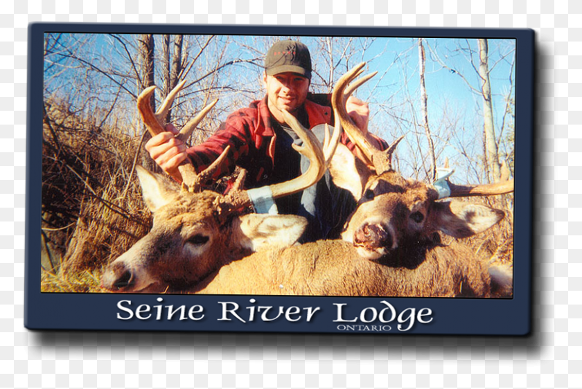 810x522 The Northwestern Ontario Whitetails Are A Different Trophy Hunting, Elk, Deer, Wildlife HD PNG Download