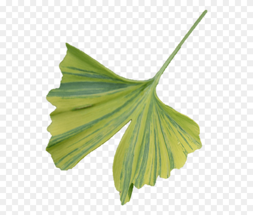 541x653 Семейство Нечетных И Амариллисов, Лист, Растение, Зеленый Hd Png Скачать