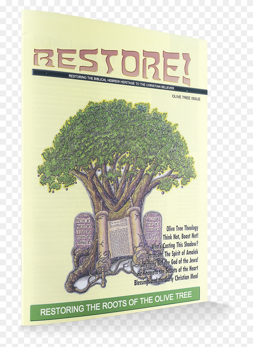 736x1091 The Olive Tree Is A Symbol Of God39s Family Tree Of Oak, Plant, Poster, Advertisement HD PNG Download