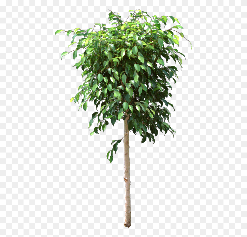470x748 The Original Indoor Ficus Ficus Benjamina Lost Leaves Transparent Ficus Tree, Plant, Leaf, Tree Trunk HD PNG Download