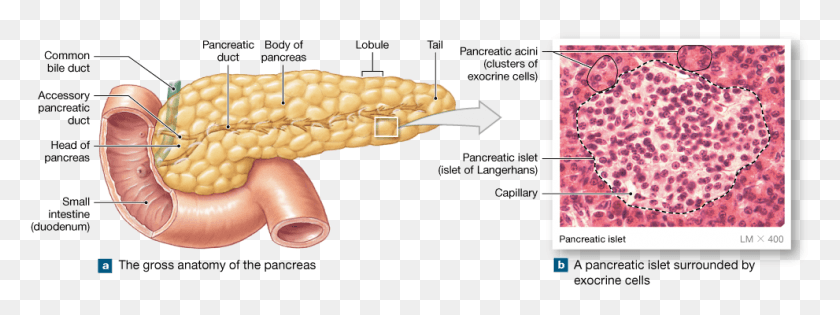 991x324 The Pancreas Is Both An Exocrine Organ And An Endocrine Anatomical And Histological Features Of The Pancreas, Plant, Vegetable, Food HD PNG Download