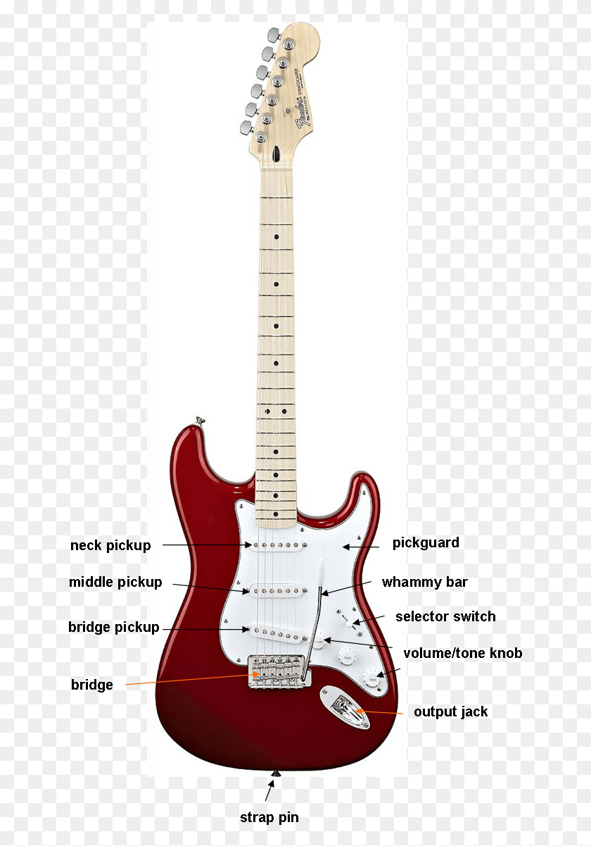 645x1141 Части Электрогитары Fender Stratocaster Standard, Гитара, Досуг, Музыкальный Инструмент Png Скачать