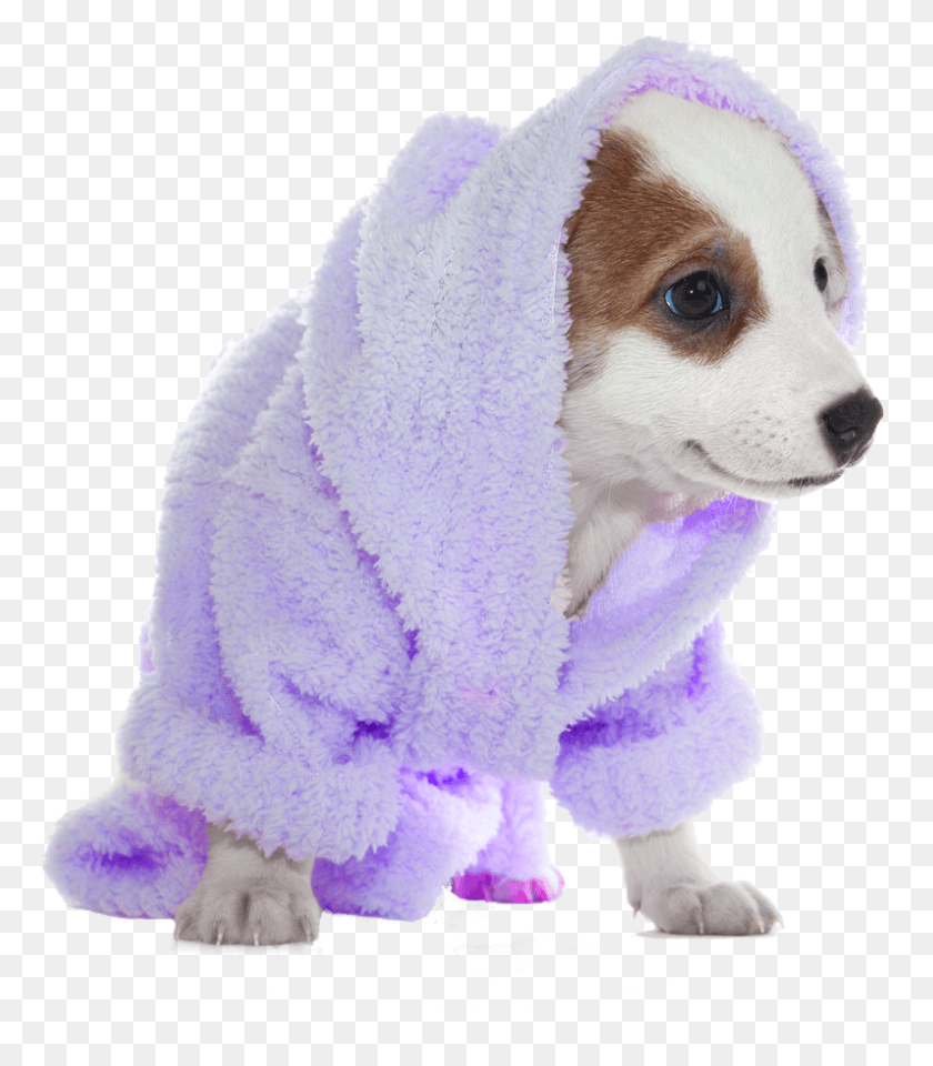 795x918 The Paws Resort And Spa Dog Groom Transparent, Clothing, Apparel, Pet HD PNG Download