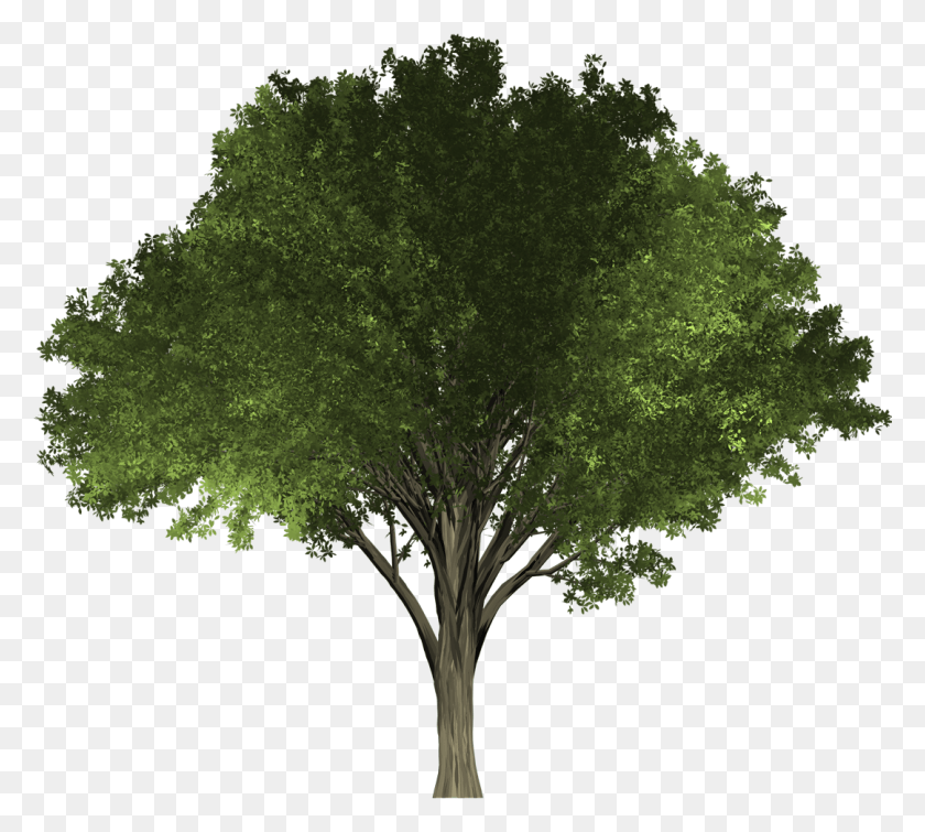 1081x964 The Petalless Flowers Appear Before The Leaves And Oak Tree, Tree, Plant, Tree Trunk HD PNG Download