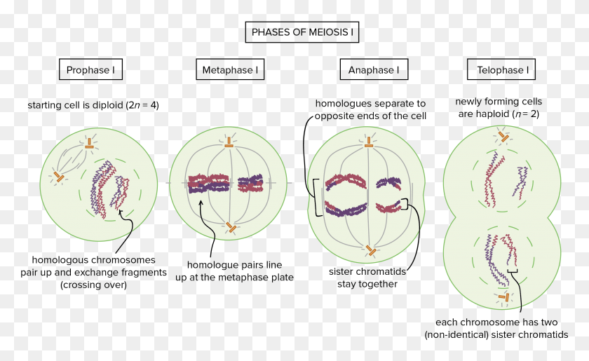 2636x1541 The Phases Of Meiosis I Anaphase 2 Second Life, Plot, Diagram, Pattern HD PNG Download