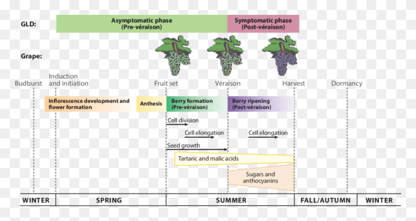 850x422 The Phenology Of Grapevine Showing Different Stages Grapevine Phenological Stages, Plot, Text, Vegetation HD PNG Download