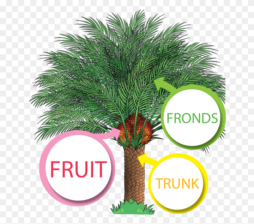 654x682 The Productive Oil Palm Oil Palm Tree, Plant, Tree, Vegetation HD PNG Download