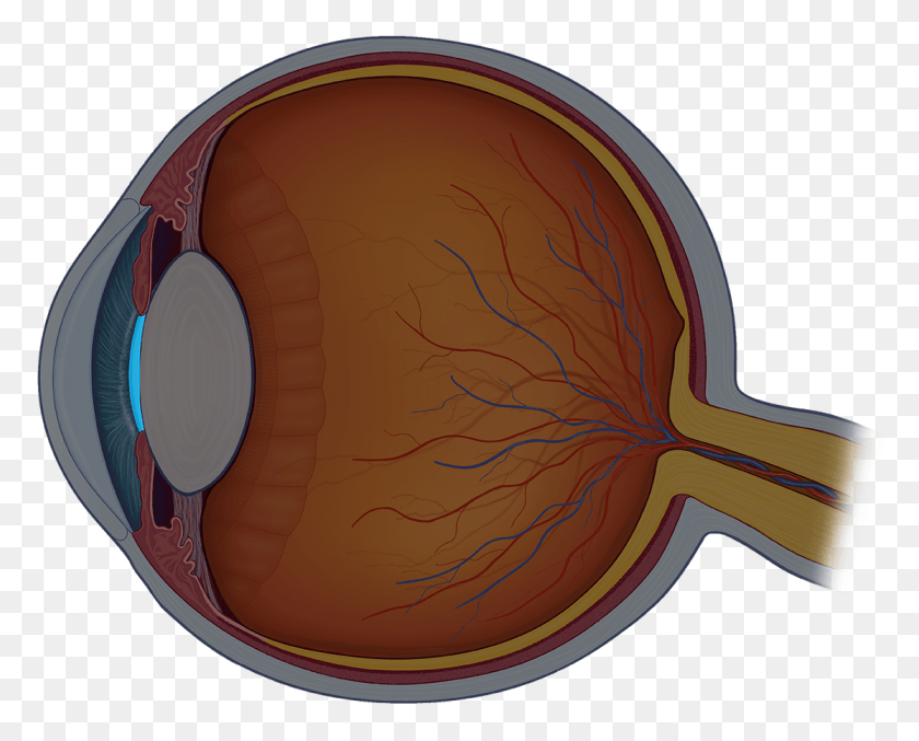 1115x882 The Pupil Is The Dark Opening In The Iris That Determines Eye Structure, Plant, Moss, Mountain HD PNG Download