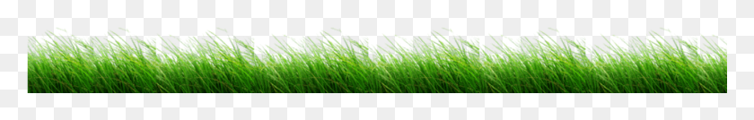 1031x99 The Quad Cities39 Sweet Grass, Plant, Green, Lawn HD PNG Download