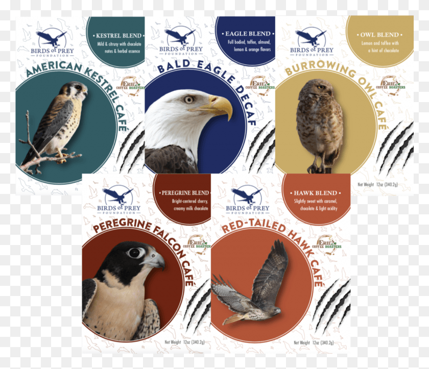 1200x1021 La Colección Raptor Águila Calva, Pájaro, Animal, Águila Hd Png