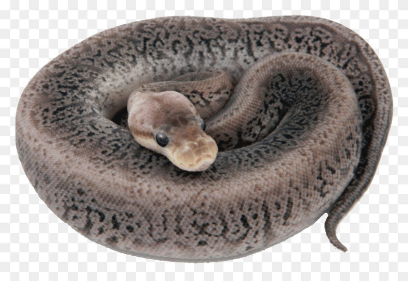 1183x788 La Real Morfología Bola De Pitón Png Transparente, Serpiente, Reptil, Animal Hd Png