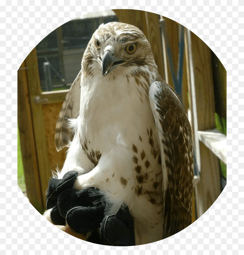 721x817 The Red Tailed Hawk Red Tailed Hawk, Bird, Animal, Buzzard HD PNG Download