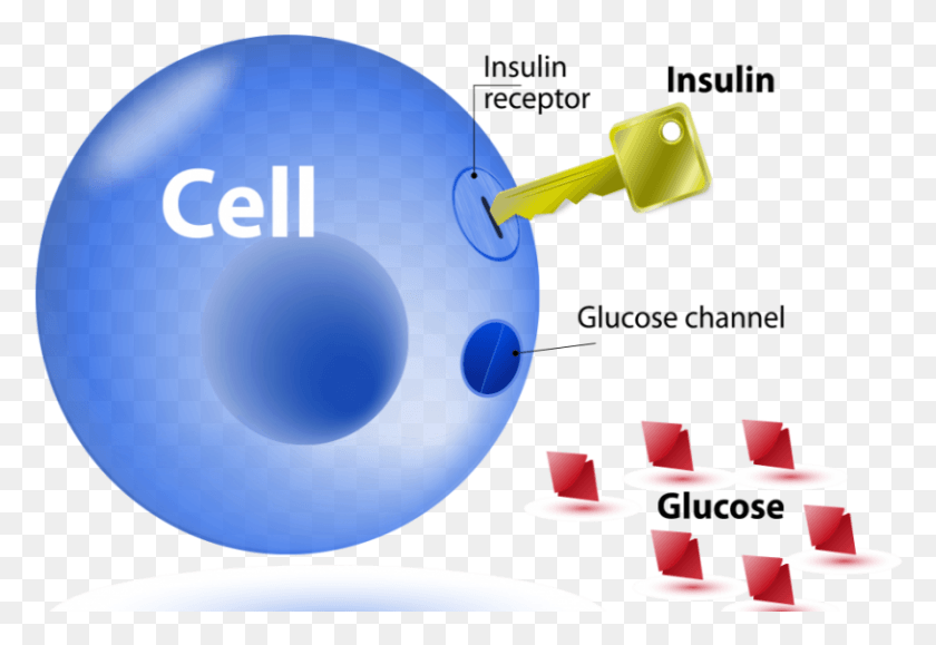 816x543 The Relationship Between Insulin Resistance And Lipids Insulin Resistance, Sphere, Ball, Text HD PNG Download