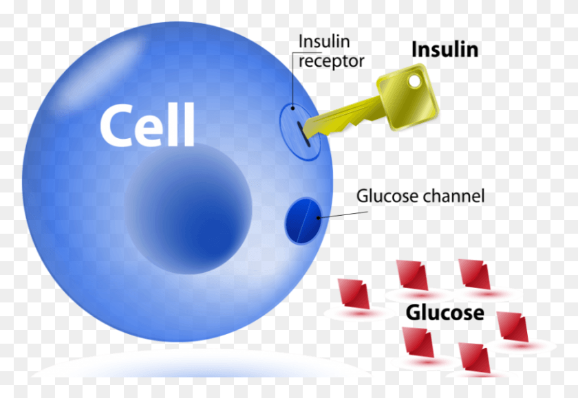 816x543 Descargar Png La Relación Entre La Resistencia A La Insulina Y Los Lípidos La Resistencia A La Insulina, Esfera, Bola, Texto Hd Png