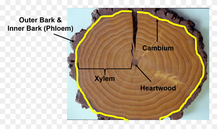 1452x816 The Ring Of Phloem Is A Component Of The Bark Circle, Wood, Lumber, Tree HD PNG Download