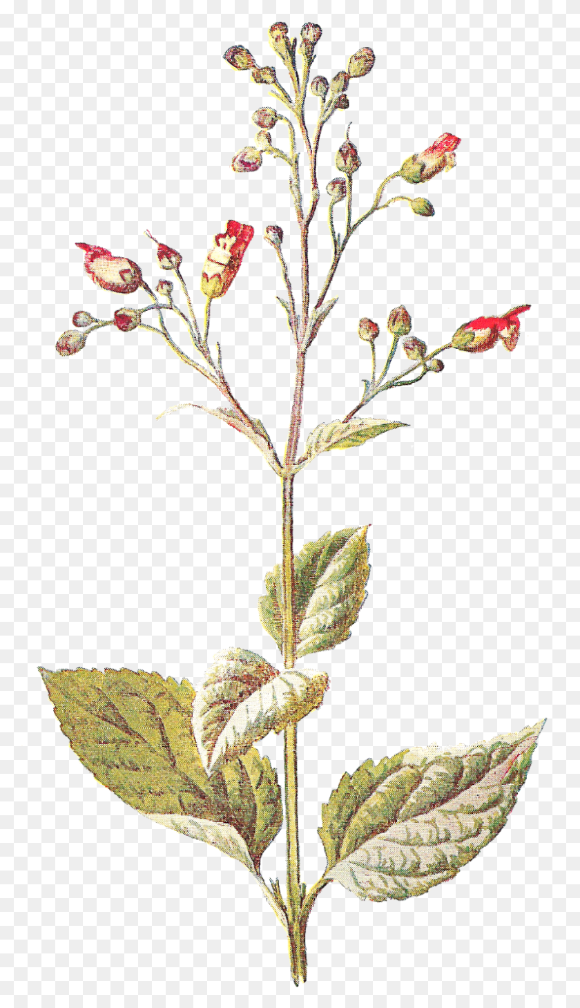 793x1423 La Segunda Imagen Digital De La Flor Es De La Flor Silvestre Tanacetum Balsamita, Acanthaceae, Planta, Flor Hd Png Descargar