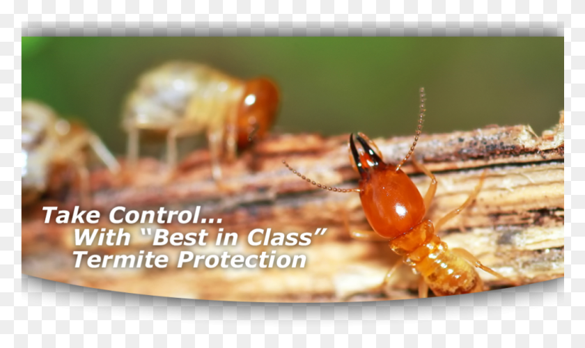 1003x566 The Sentricon System Termite, Insect, Invertebrate, Animal HD PNG Download