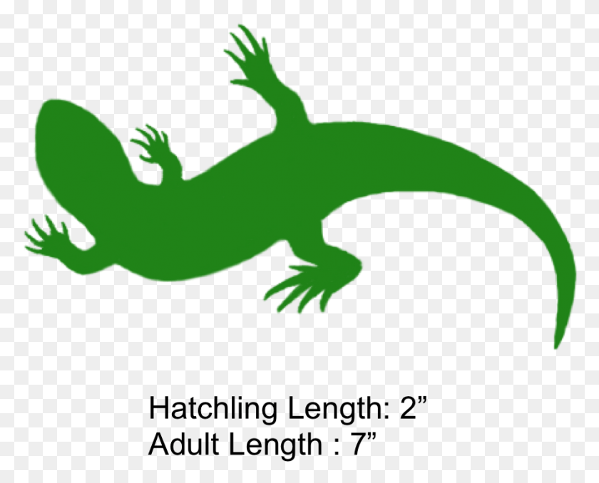 891x706 The Shaded Region Represents The Range Of The Eastern Five Lined Skink Silhouette, Gecko, Lizard, Reptile HD PNG Download