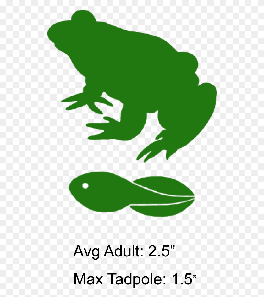 541x885 The Shaded Region Represents The Range Of The Fowler39s Toad, Wildlife, Animal, Frog HD PNG Download