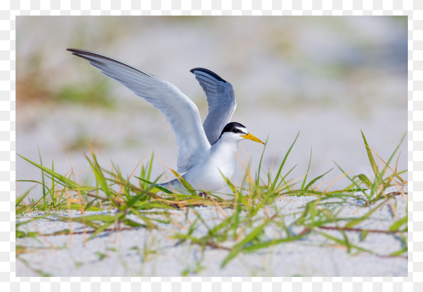 901x601 The Shop Arctic Tern, Bird, Animal, Flying HD PNG Download