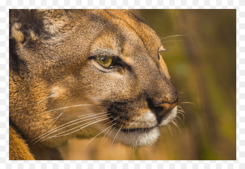 901x601 The Shop Cougar, Lion, Wildlife, Mammal HD PNG Download