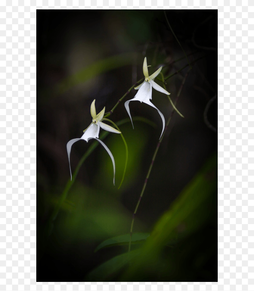 601x901 Магазинчик Hymenocallis, Растение, Цветок, Цветение Hd Png Скачать