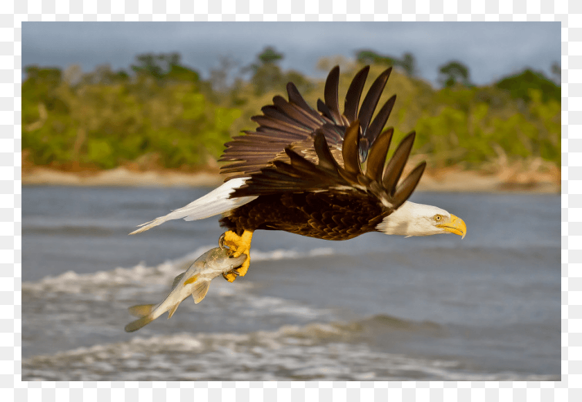 901x601 The Shop Osprey, Eagle, Bird, Animal HD PNG Download