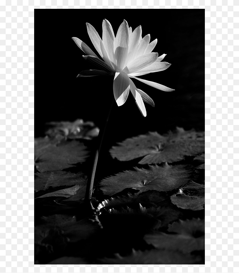 601x901 The Shop Sacred Lotus, Lily, Flower, Plant HD PNG Download