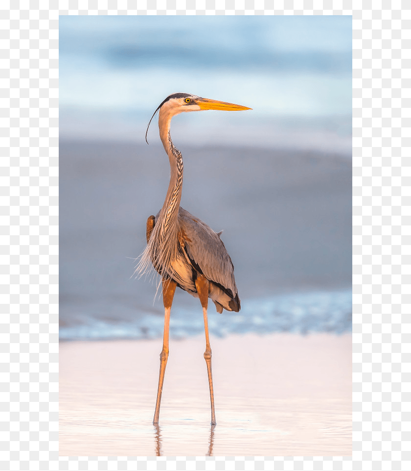 601x901 The Shop Water Bird, Animal, Stork, Waterfowl HD PNG Download