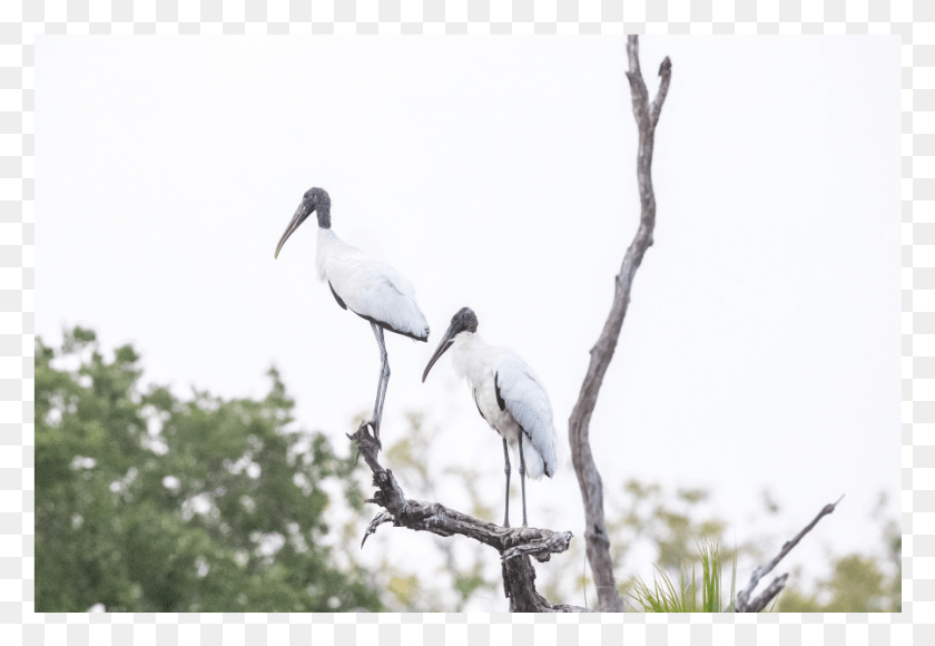 901x601 The Shop Wood Stork, Bird, Animal, Waterfowl HD PNG Download