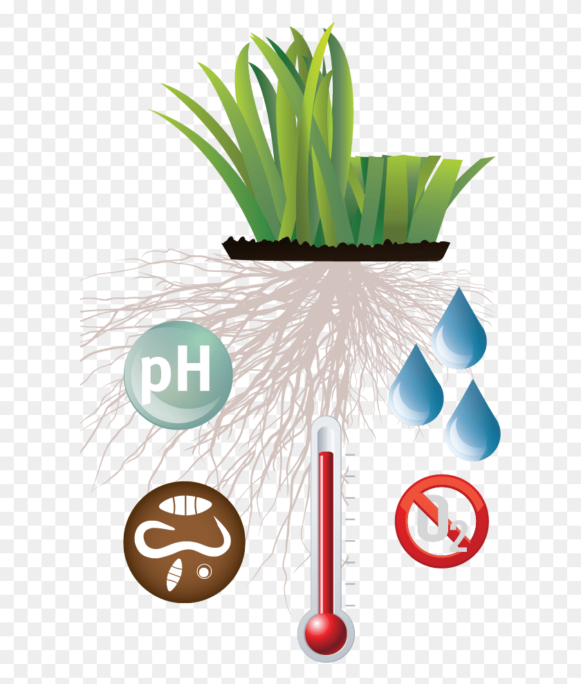 609x929 The Shorter The Grass The Tougher The Task Agave, Plant, Root, Bush HD PNG Download