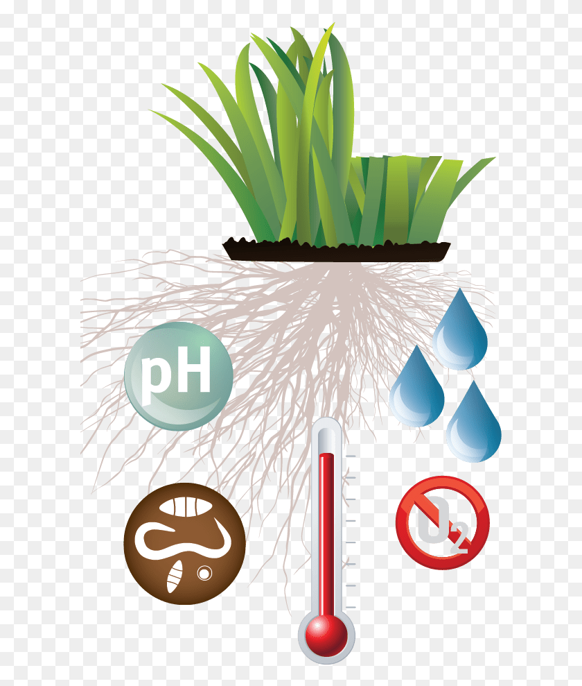 609x929 La Hierba, La Hierba, La Planta, La Raíz, Arbusto Hd Png