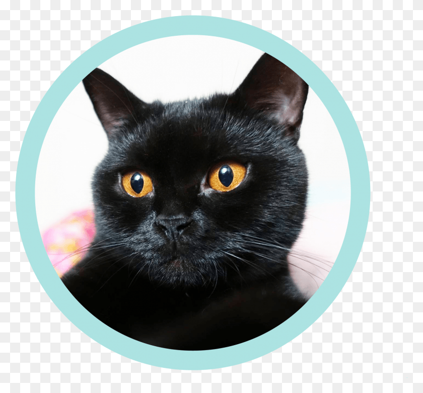 1581x1461 Сайт Для Крутых Кошек Черная Кошка, Кошка, Домашнее Животное, Млекопитающее Hd Png Скачать