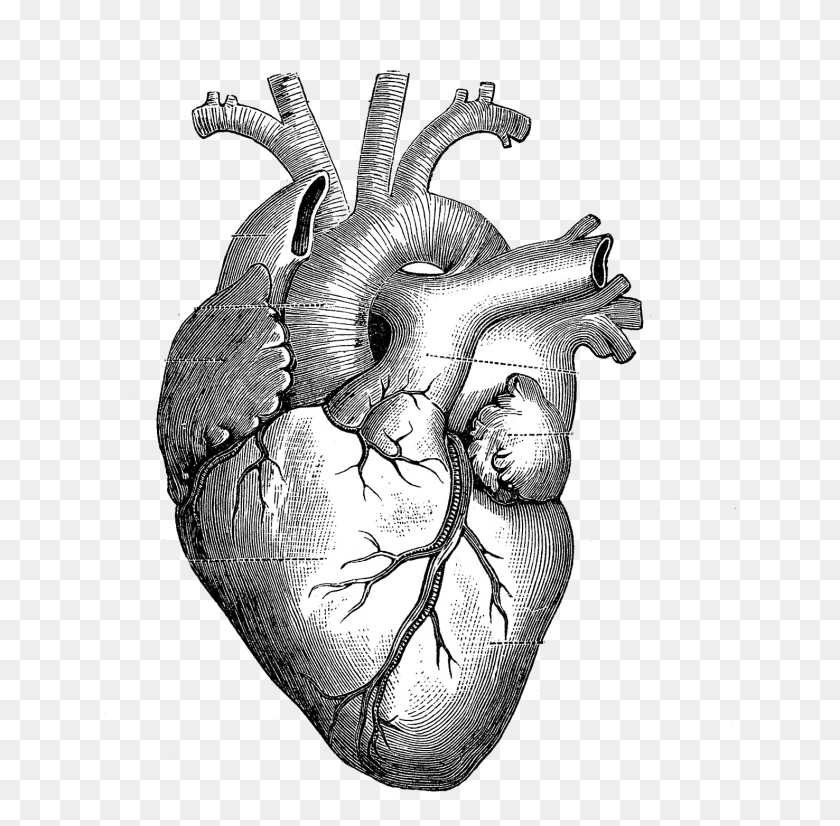 634x766 The Skeleton Key Anatomical Heart Drawing, Person, Human, Animal HD PNG Download