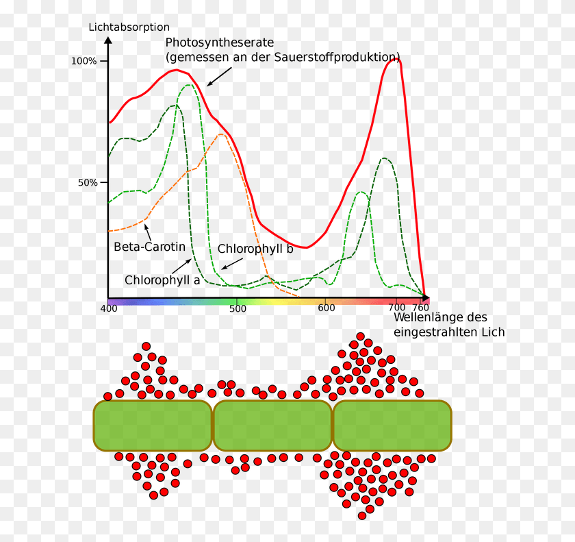 636x731 The Solid Red Line In The Plot Is The Total Photosynthetic Engelmann Chlorophyll Red, Light, Neon, Diagram HD PNG Download