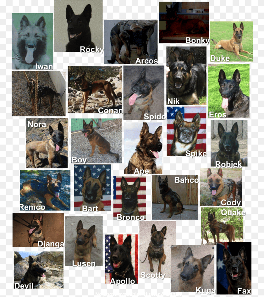 771x945 The Statue Is A Life Size Bronze Belgian Malinois Old German Shepherd Dog, Art, Collage, Pet, Animal Transparent PNG
