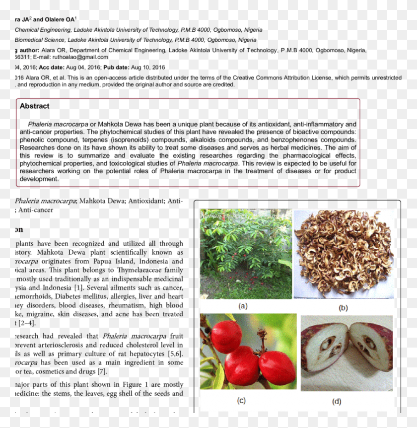 850x875 The Stems Mahkota Dewa, Plant, Produce, Food HD PNG Download