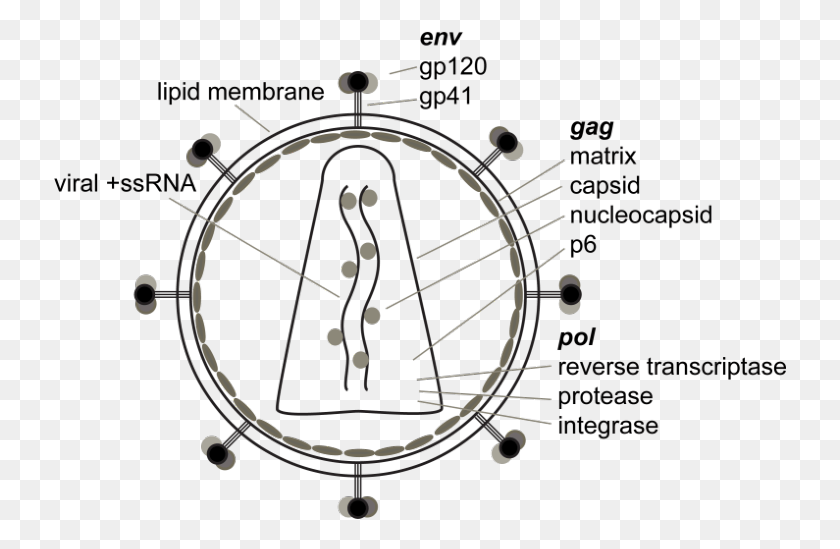 734x489 The Structure Of Hiv 1 Hiv Structure Gag Pol, Clock Tower, Tower, Architecture HD PNG Download