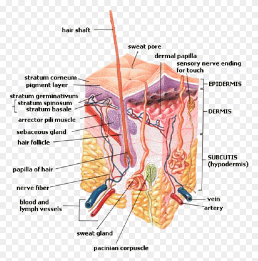 1033x1048 The Structures Of The Epidermis Dermis And The Subcutaneous Pore In The Skin, Plot, Diagram, Atlas HD PNG Download