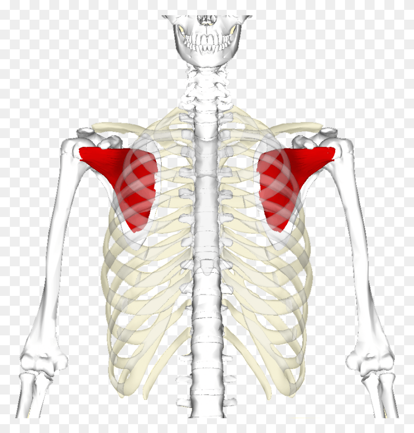 859x901 El Músculo Subescapularis Del Manguito Rotador En Rojo Pectoral Menor Gif, Esqueleto, Torso Hd Png